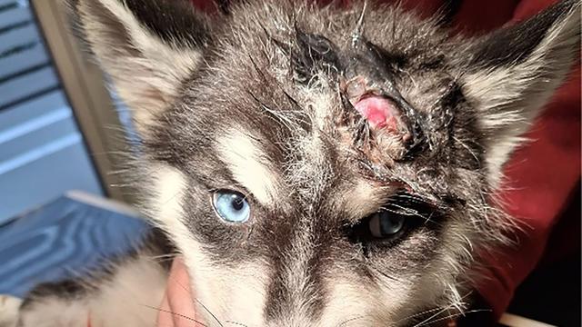 Notfall: Zwei Hunde zurückgelassen - ein verletzter Welpe im Müllsack