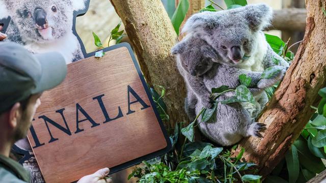 Zoo Leipzig: Koala-Nachwuchs im Zoo Leipzig heißt Inala
