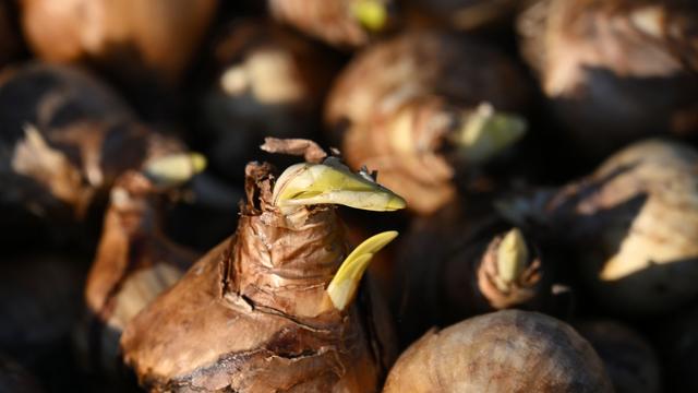 Landesgartenschau: Rund eine Million Zwiebeln für Thüringer Landesgartenschau