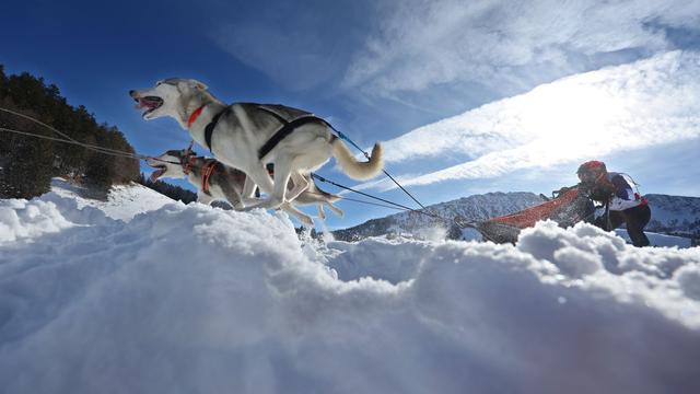 Mehr als 500 Hunde: Schlittenhunderennen lockt Teilnehmer aus ganz Europa