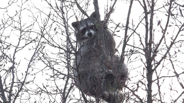 Tierische Rettung: Waschbär sitzt in Baumkrone fest und muss gerettet werden