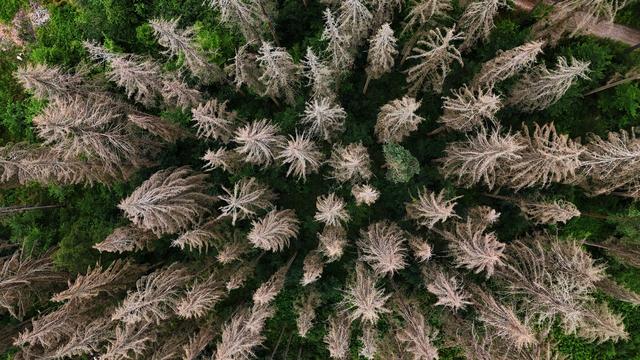 Extremwetter und Wälder: Land zahlt Millionen an Entschädigung für Waldbesitzer