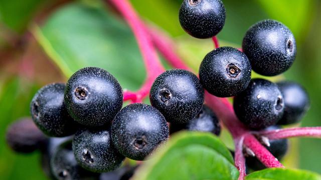 Beerenernte in Thüringen: Viel Handarbeit: Nur wenige Agrarbetriebe bauen Beeren an