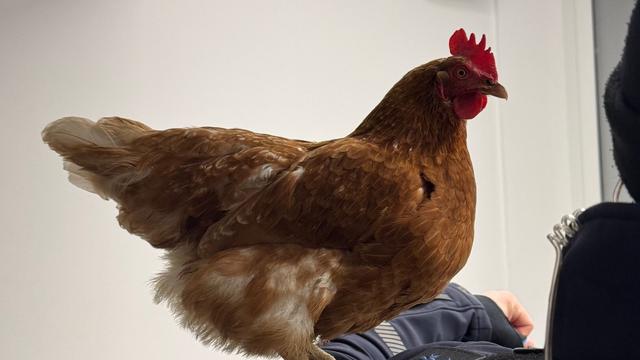 Bei der Polizei ein Ei gelegt: Blinder Passagier: Huhn reist durch München - Polizei hilft
