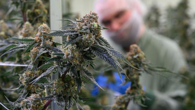 Medizin: Cannabis-Hersteller baut Standort in Leuna deutlich aus