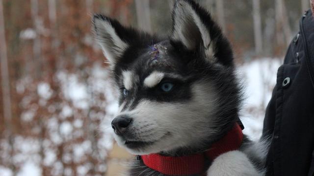 Hundewelpe: Husky-Welpe 
