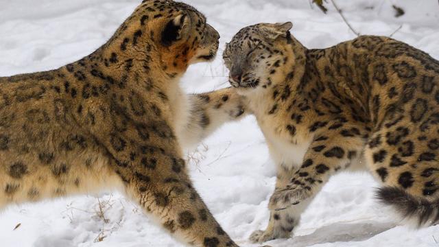 Tierisches: Perfektes 