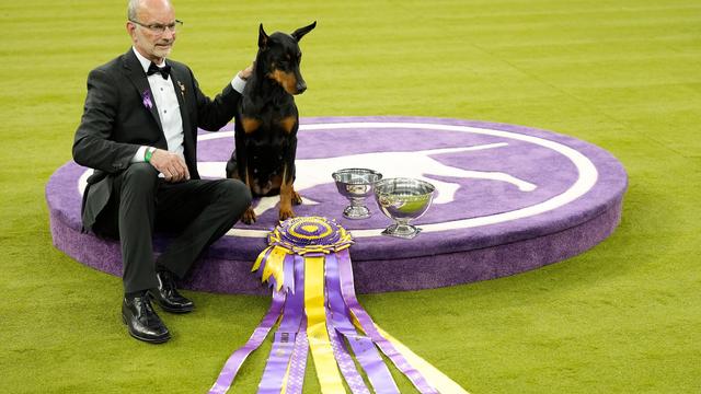 Fast 2.500 Hunde am Start: Dobermann 