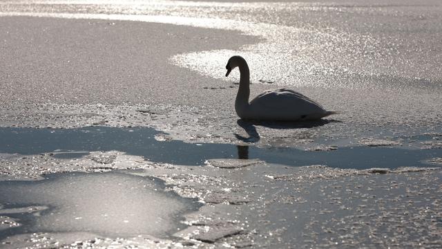 Tiere: Experte zu festgefrorenem Schwan: Rettung 
