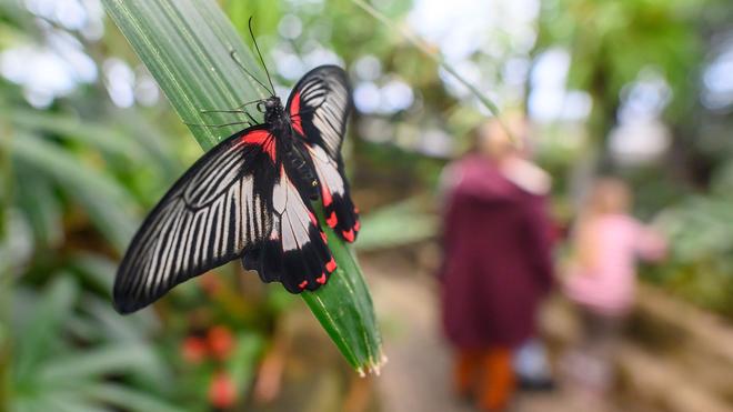 Freizeit: Ein Scharlachroter Ritter sitzt im Schmetterlingshaus vom Elbauenpark in Magdeburg auf einem Blatt einer Tropenpflanze.