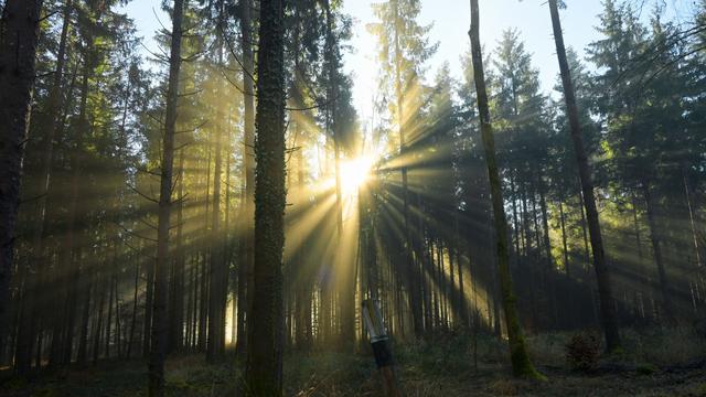 Unfall im Wald: Feuerwehr rettet verletzte Spaziergängerin aus Waldstück