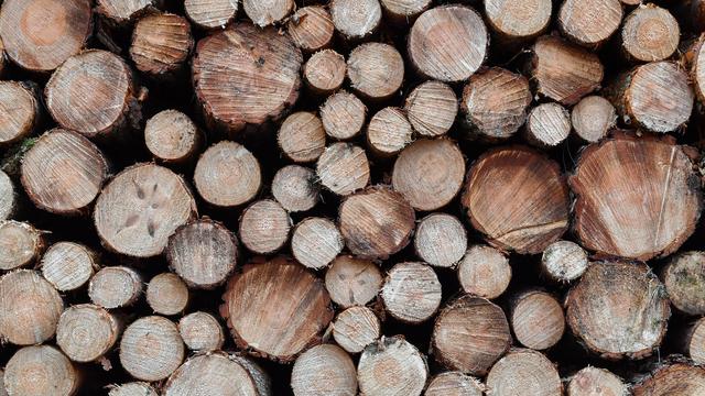 Winterwetter: Forstarbeit bei Dauerfrost: 