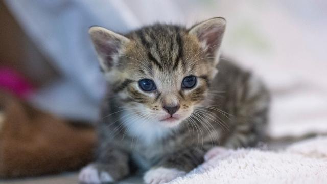 Tierschutzdelikt: Frau wirft Katzenbabys in Bach - Zeugin eilt zu Hilfe