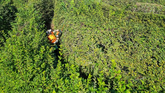 Unesco-Welterbe: Klimaschäden im Gartenreich Dessau-Wörlitz werden beseitigt