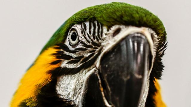 Kurioser Einsatz: Papagei schreit: Polizeieinsatz