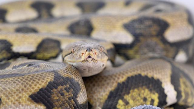 Artenschutz: Tierschutzbeauftragte beklagt Fehler bei Reptilien-Haltung