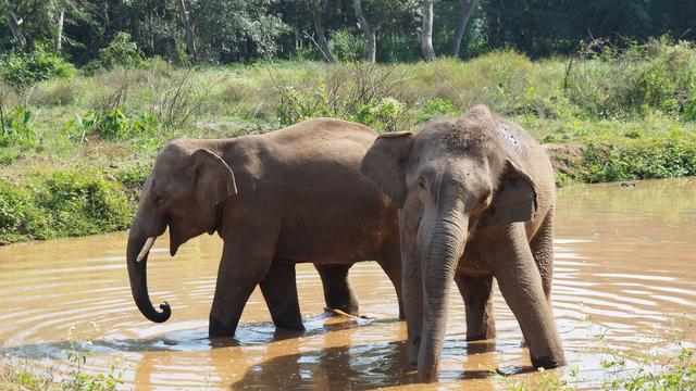 Tiere verlieren Lebensraum: Tödlicher Elefanten-Angriff: Thailand verstärkt Sicherheit