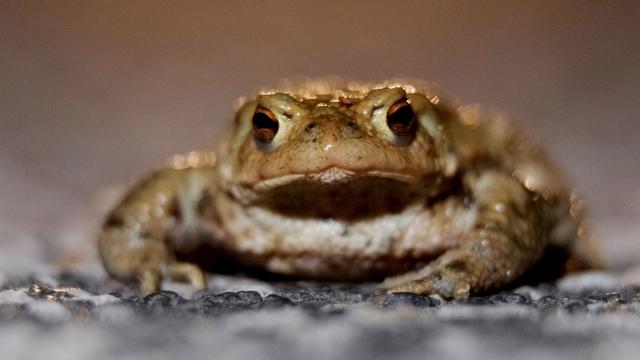 Naturschutz: Umweltmobile kommen zum bundesweiten Treffen nach Sachsen