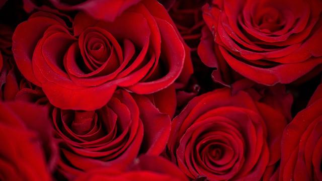 Umfrage: Zum Valentinstag wollen weniger Menschen Geschenke kaufen