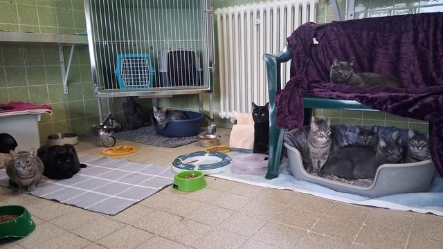 Tierschutz: 44 Katzen aus Münchner Wohnung gerettet