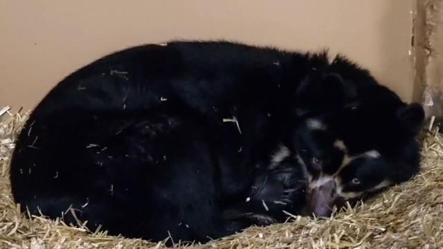 Tierischer Nachwuchs: Doppelte Freude: Brillenbären-Zwillinge im Tierpark geboren
