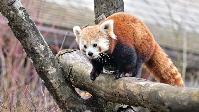 Tiere: Hellabrunn hat neuen Roten Panda – Hoffnung auf Nachwuchs
