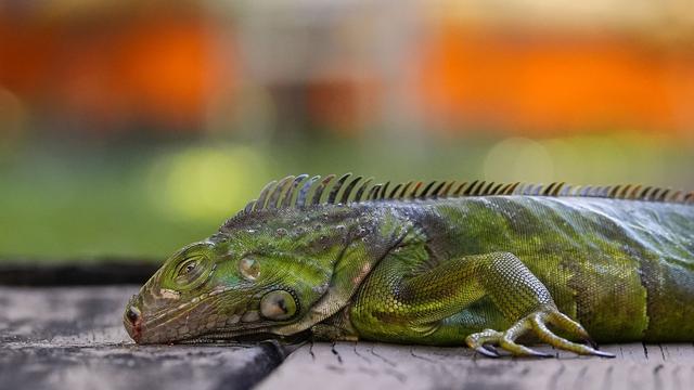 Wechselwarme Echsen: Kälte lässt Leguane in Florida von den Bäumen fallen