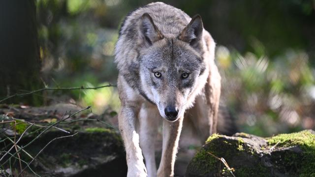 Wolf im Schwarzwald: Warum ein Wolfsabschuss das Land spaltet
