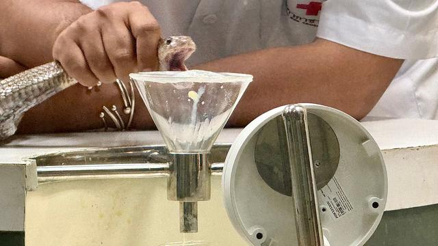 Gift als Lebensretter: Bangkoks historische 