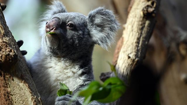 Tiere: Leipziger Zoo trauert um Koala-Weibchen Mandie