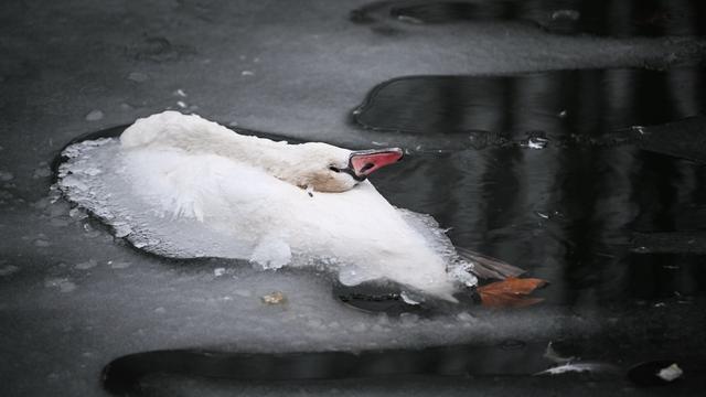 Tiere: Tote Schwäne im Landwehrkanal - das sind mögliche Gründe