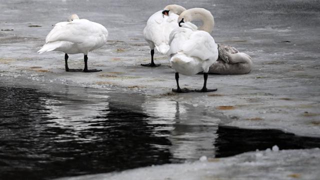 Frost und Eis: Wetter und Vogelgrippe setzen Wildvögeln zu