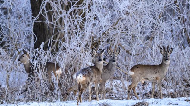 Frost und Eis: Wildtiere in Not - Wie Jäger jetzt eingreifen