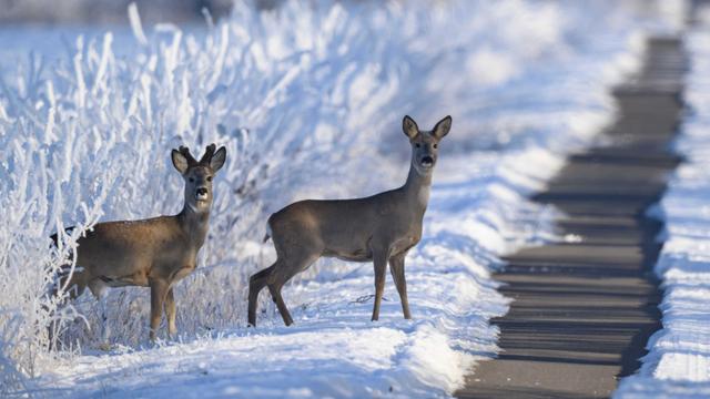 Tiere: Winterwetter in Norddeutschland setzt Wildtieren zu