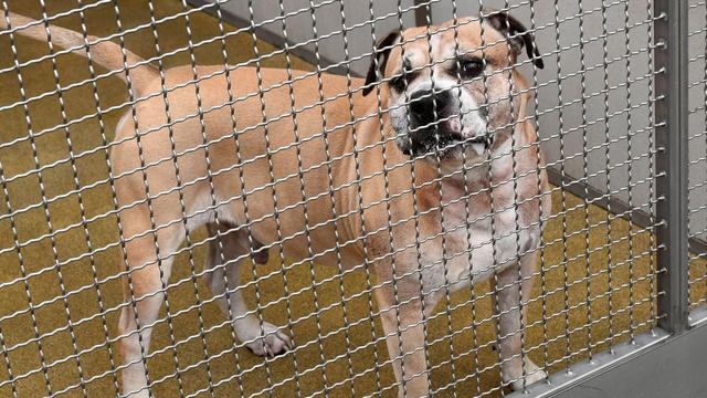 Leben mit Tier: Warum Hunde Menschen angreifen