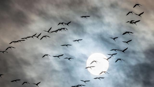 Tröten am Himmel: Der Zug der Kraniche hat begonnen