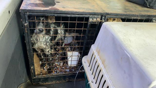 Grenzkontrolle: Hunde mit manipulierten Impfpässen in Käfigen entdeckt