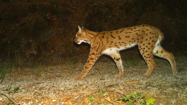 Bayerischer Wald und Šumava: Mehr Luchse im Böhmerwald – Nachwuchs auf Rekordniveau