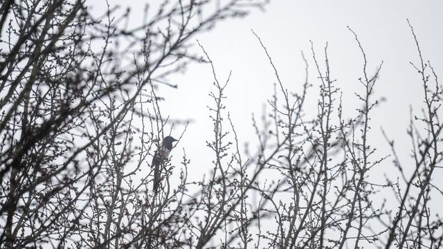 Hochnebel: Tristes Winterwetter in Bayern mit einzelnen Lichtblicken