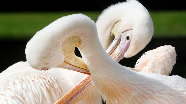 Tipps für Verliebte: Von Pelikanen bis Predigt: Ideen für den Valentinstag in NRW