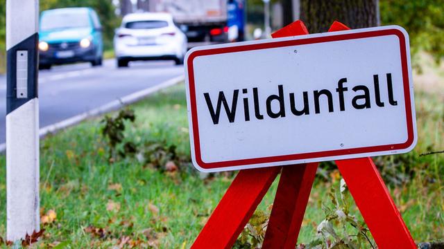Unfall: Fahrer rammt Wildschweine und flüchtet - vier Tiere tot