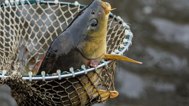 Mehrere Karpfen: Unbekannter klaut Fische aus Becken bei Altenburg