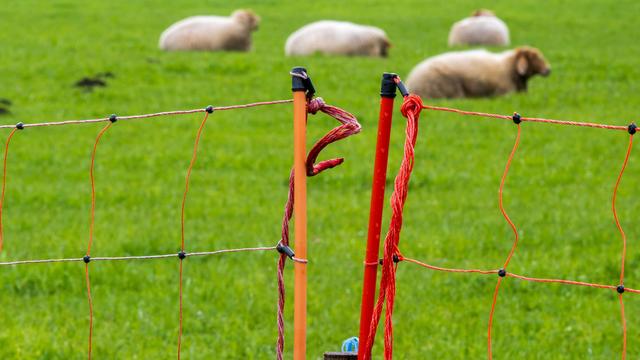 Kriminalität: Diebe stehlen 65 trächtige Schafe