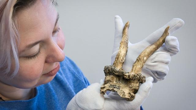 Archäologie: Rund 7.000 Jahre alter Kopfschmuck belegt Schamanismus