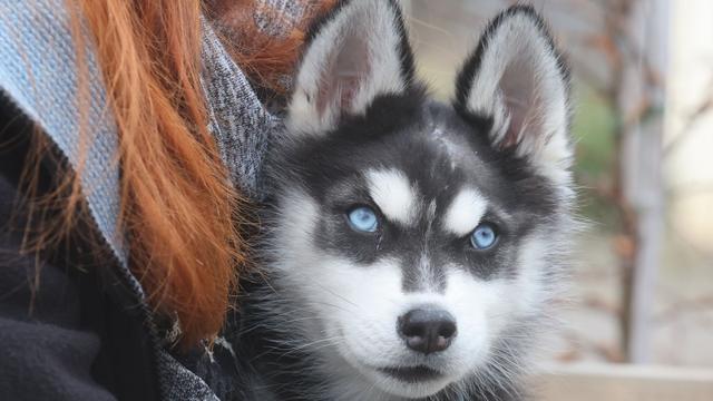 Verletzter Husky: Widos neue Chance – Husky-Welpe bald zur Adoption frei