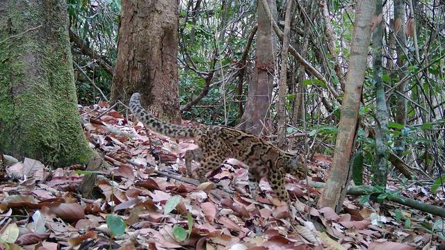 Von Nebelparder bis Pangolin: 