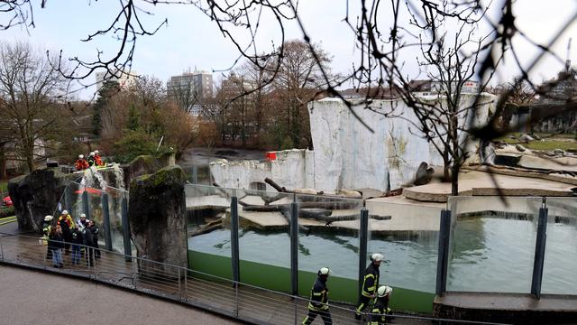 Zoo: Karlsruher Eisbären in Not – Feuerwehr rückt an