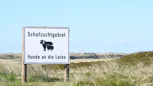 Tote Lämmer: Klage gegen Abschusserlaubnis für Goldschakal erfolglos