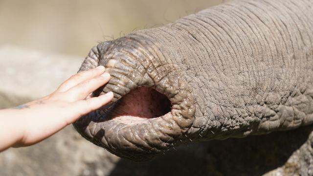Tastsinn von Rüsseltieren: Spezielle Tasthaare machen Elefantenrüssel sensibel
