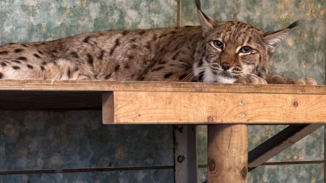 Tierische Geduldsprobe: Anstehende Luchs-Hochzeit im Wuppertaler Zoo